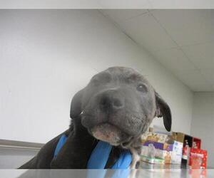 American Pit Bull Terrier-Unknown Mix Dogs for adoption in Oklahoma City, OK, USA