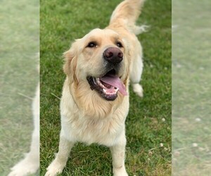 Golden Pyrenees Dogs for adoption in Fredericksburg, VA, USA