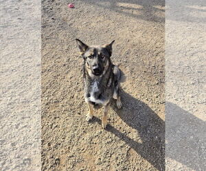 Mutt Dogs for adoption in Maquoketa, IA, USA