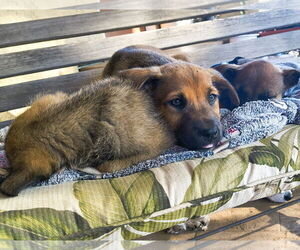 Mutt Dogs for adoption in Fallbrook, CA, USA