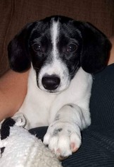Rat Terrier-Unknown Mix Dogs for adoption in Mobile, AL, USA