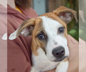 Boxer-German Shepherd Dog Mix Dogs for adoption in Huntley, IL, USA
