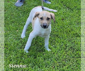 Collie-Labrador Retriever Mix Dogs for adoption in SHERBURNE, NY, USA