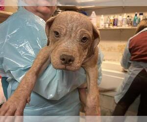 American Staffordshire Terrier-Unknown Mix Dogs for adoption in Raleigh, NC, USA