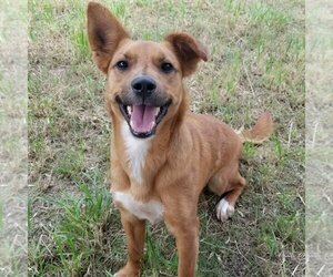 Pembroke Welsh Corgi-Retriever  Mix Dogs for adoption in San Antonio, TX, USA