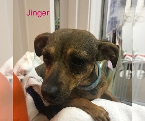 Chiweenie Dogs for adoption in Sonora, CA, USA