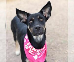 German Shepherd Dog-Unknown Mix Dogs for adoption in San Antonio, TX, USA
