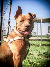 Staffordshire Bull Terrier-Unknown Mix Dogs for adoption in Lemoore, CA, USA