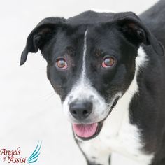 Borador Dogs for adoption in Roanoke, VA, USA
