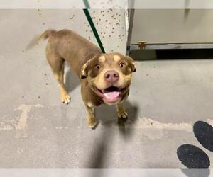 American Pit Bull Terrier Dogs for adoption in Bakersfield, CA, USA