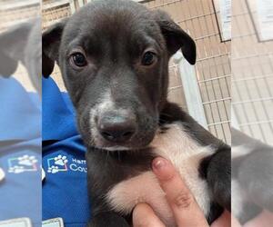 German Shepherd Dog-Unknown Mix Dogs for adoption in Houston, TX, USA