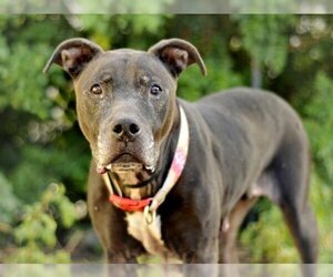 Labrador Retriever-Unknown Mix Dogs for adoption in Tavares, FL, USA