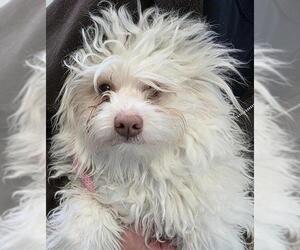Havanese-Unknown Mix Dogs for adoption in Pueblo, CO, USA
