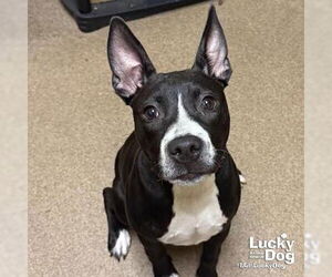 Labrador Retriever-Unknown Mix Dogs for adoption in Washington, DC, USA