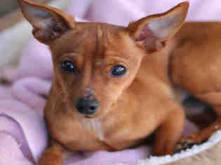 Chipin Dogs for adoption in Ojai, CA, USA