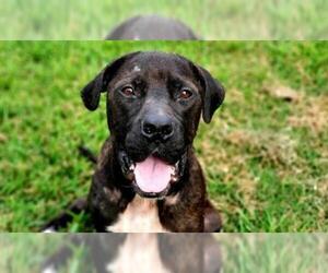American Staffordshire Terrier Dogs for adoption in Charlotte, NC, USA