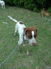 German Shorthaired Pointer Dogs for adoption in Eastman, GA, USA