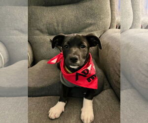 Bulldog-Chihuahua Mix Dogs for adoption in Tarrytown, GA, USA
