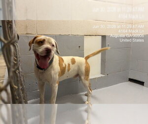 American Bulldog Dogs for adoption in Augusta, GA, USA