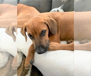 Rhodesian Ridgeback-Unknown Mix Dogs for adoption in Englewood, CO, USA
