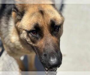 German Shepherd Dog Dogs for adoption in Tulsa, OK, USA