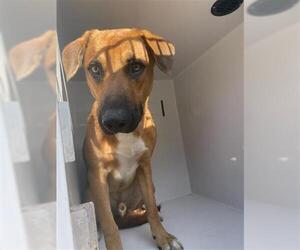 Black Mouth Cur-Unknown Mix Dogs for adoption in Houston, TX, USA