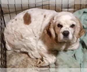 Cocker Spaniel Dogs for adoption in Sioux Falls, SD, USA