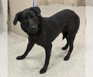 Labrador Retriever Dogs for adoption in Conroe, TX, USA
