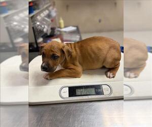 Labrador Retriever-Unknown Mix Dogs for adoption in Conroe, TX, USA