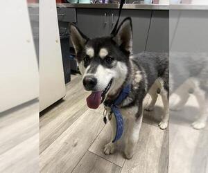 Siberian Husky Dogs for adoption in Redlands, CA, USA