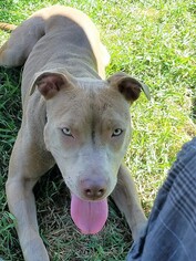 American Pit Bull Terrier-Unknown Mix Dogs for adoption in Pequot Lakes, MN, USA