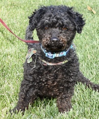 Poodle (Toy) Dogs for adoption in Palo Alto, CA, USA