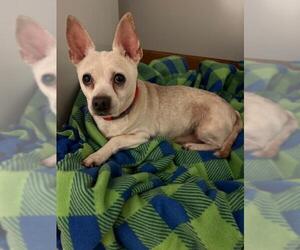 Chihuahua Dogs for adoption in Valparaiso, IN, USA