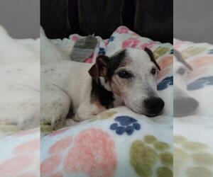 Jack Russell Terrier Dogs for adoption in Sebring, FL, USA