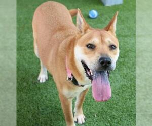 Shiba Inu Dogs for adoption in Houston, TX, USA