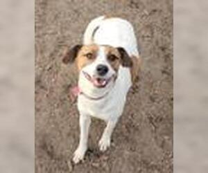 Beagle-Unknown Mix Dogs for adoption in Bloomingdale, NJ, USA