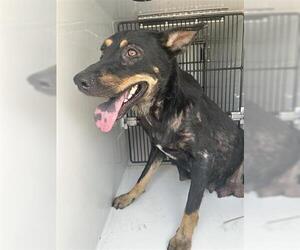 German Shepherd Dog-Unknown Mix Dogs for adoption in Houston, TX, USA