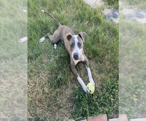 American Staffordshire Terrier-Unknown Mix Dogs for adoption in San Antonio, TX, USA