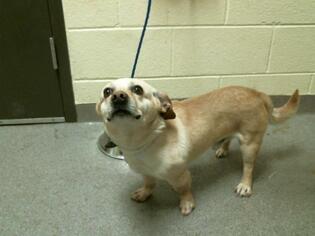 Beagi Dogs for adoption in Denver, CO, USA