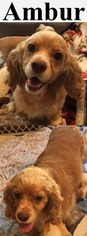 Cocker Spaniel Dogs for adoption in DALLAS, TX, USA