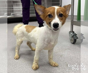 Mutt Dogs for adoption in Washington, DC, USA