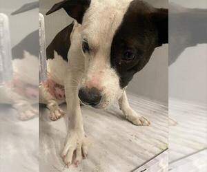 American Pit Bull Terrier Dogs for adoption in Houston, TX, USA