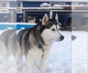 Siberian Husky Dogs for adoption in Bow, WA, USA