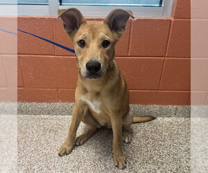Medium Photo #1 Boxer-German Shepherd Dog Mix Puppy For Sale in Pueblo, CO, USA