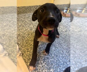 Mutt Dogs for adoption in Brewster, MA, USA