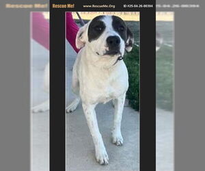 English Foxhound-Labrador Retriever Mix Dogs for adoption in Benton, PA, USA