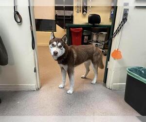 Siberian Husky Dogs for adoption in Pasadena, CA, USA