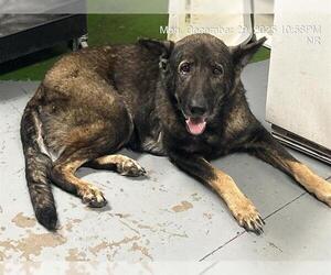 German Shepherd Dog Dogs for adoption in Ocala, FL, USA