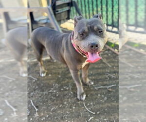 Mutt Dogs for adoption in Riverside, CA, USA