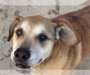 Mutt Dogs for adoption in Tulsa, OK, USA